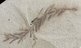 Metasequoia (Dawn Redwood) Fossil - Montana #62281-1